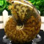Natural Ammonite Nautilus Shell Jurrassic Fossil Specimen Madagascar 161g HLS7