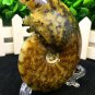 Natural Ammonite Nautilus Shell Jurrassic Fossil Specimen Madagascar 161g HLS7