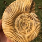 polished Ammonite Nautilus Shell Jurrassic Fossil Specimen Madagascar 435g BL4