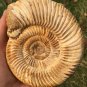 polished Ammonite Nautilus Shell Jurrassic Fossil Specimen Madagascar 435g BL4