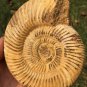polished Ammonite Nautilus Shell Jurrassic Fossil Specimen Madagascar 435g BL4