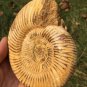 polished Ammonite Nautilus Shell Jurrassic Fossil Specimen Madagascar 435g BL4