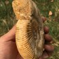 polished Ammonite Nautilus Shell Jurrassic Fossil Specimen Madagascar 435g BL4
