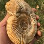 polished Ammonite Nautilus Shell Jurrassic Fossil Specimen Madagascar 435g BL4