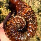 1090g Natural Douvilleiceras Polished "Goat Horn" Fossil Ammonite crystal #DZ43