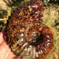 1090g Natural Douvilleiceras Polished "Goat Horn" Fossil Ammonite crystal #DZ43