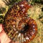 1090g Natural Douvilleiceras Polished "Goat Horn" Fossil Ammonite crystal #DZ43