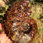 1090g Natural Douvilleiceras Polished "Goat Horn" Fossil Ammonite crystal #DZ43