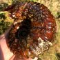1090g Natural Douvilleiceras Polished "Goat Horn" Fossil Ammonite crystal #DZ43