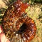 1090g Natural Douvilleiceras Polished "Goat Horn" Fossil Ammonite crystal #DZ43