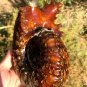 1090g Natural Douvilleiceras Polished "Goat Horn" Fossil Ammonite crystal #DZ43