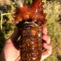1090g Natural Douvilleiceras Polished "Goat Horn" Fossil Ammonite crystal #DZ43