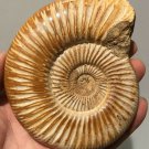 polished Ammonite Nautilus Shell Jurrassic Fossil Specimen Madagascar 346g DZ51
