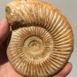 polished Ammonite Nautilus Shell Jurrassic Fossil Specimen Madagascar 346g DZ51