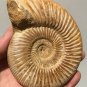 polished Ammonite Nautilus Shell Jurrassic Fossil Specimen Madagascar 346g DZ51