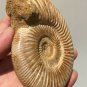 polished Ammonite Nautilus Shell Jurrassic Fossil Specimen Madagascar 346g DZ51
