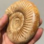 polished Ammonite Nautilus Shell Jurrassic Fossil Specimen Madagascar 346g DZ51