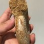 polished Ammonite Nautilus Shell Jurrassic Fossil Specimen Madagascar 346g DZ51