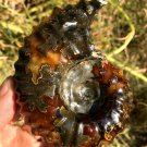 269g Natural Douvilleiceras Polished "Goat Horn" Fossil Ammonite crystal #DZ32
