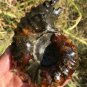 269g Natural Douvilleiceras Polished "Goat Horn" Fossil Ammonite crystal #DZ32