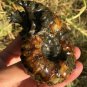 269g Natural Douvilleiceras Polished "Goat Horn" Fossil Ammonite crystal #DZ32