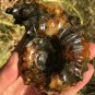 269g Natural Douvilleiceras Polished "Goat Horn" Fossil Ammonite crystal #DZ32