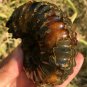 269g Natural Douvilleiceras Polished "Goat Horn" Fossil Ammonite crystal #DZ32