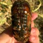 269g Natural Douvilleiceras Polished "Goat Horn" Fossil Ammonite crystal #DZ32
