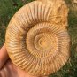 polished Ammonite Nautilus Shell Jurrassic Fossil Specimen Madagascar 587g BL12