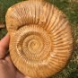 polished Ammonite Nautilus Shell Jurrassic Fossil Specimen Madagascar 587g BL12
