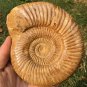 polished Ammonite Nautilus Shell Jurrassic Fossil Specimen Madagascar 587g BL12