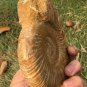 polished Ammonite Nautilus Shell Jurrassic Fossil Specimen Madagascar 587g BL12