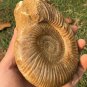 polished Ammonite Nautilus Shell Jurrassic Fossil Specimen Madagascar 587g BL12