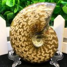 Natural Ammonite Nautilus Shell Jurrassic Fossil Specimen Madagascar 149g HLS1