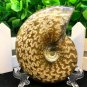 Natural Ammonite Nautilus Shell Jurrassic Fossil Specimen Madagascar 149g HLS1