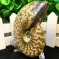Natural Ammonite Nautilus Shell Jurrassic Fossil Specimen Madagascar 149g HLS1