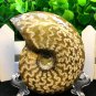 Natural Ammonite Nautilus Shell Jurrassic Fossil Specimen Madagascar 149g HLS1