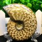 Natural Ammonite Nautilus Shell Jurrassic Fossil Specimen Madagascar 149g HLS1