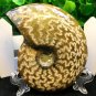 Natural Ammonite Nautilus Shell Jurrassic Fossil Specimen Madagascar 149g HLS1