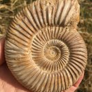 polished Ammonite Nautilus Shell Jurrassic Fossil Specimen Madagascar 208g DZ70