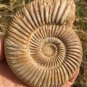 polished Ammonite Nautilus Shell Jurrassic Fossil Specimen Madagascar 208g DZ70