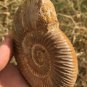 polished Ammonite Nautilus Shell Jurrassic Fossil Specimen Madagascar 208g DZ70