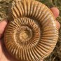 polished Ammonite Nautilus Shell Jurrassic Fossil Specimen Madagascar 208g DZ70