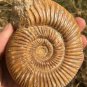 polished Ammonite Nautilus Shell Jurrassic Fossil Specimen Madagascar 208g DZ70