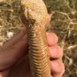 polished Ammonite Nautilus Shell Jurrassic Fossil Specimen Madagascar 208g DZ70