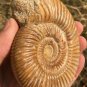 polished Ammonite Nautilus Shell Jurrassic Fossil Specimen Madagascar 208g DZ70