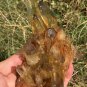 373g Natural smoky citrine quartz cluster crystal specimen healing JC5