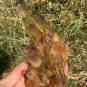 373g Natural smoky citrine quartz cluster crystal specimen healing JC5