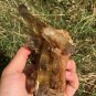 373g Natural smoky citrine quartz cluster crystal specimen healing JC5