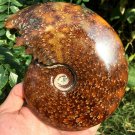 NATURAL "Goat Horn" Fossil Ammonite Fossil Polished Douvilleiceras Madagascar
